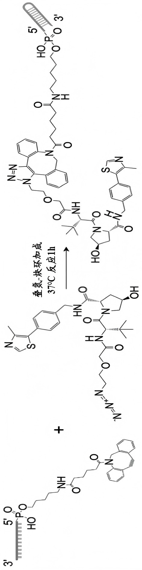 一种可降解细胞中PRRX2蛋白的PROTAC及其应用